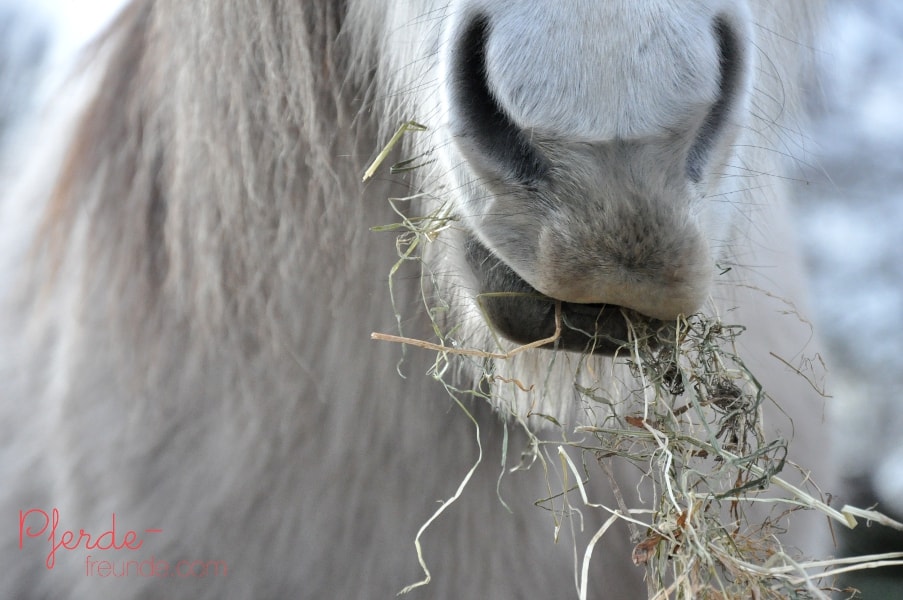 Pferd frisst Heu